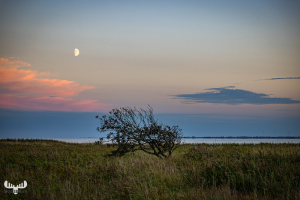 12726 - Lonesome tree and moon at Ringkøbing Fjord