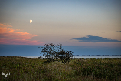 12726 - Lonesome tree and moon at Ringkøbing Fjord