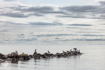 12741 - Cormorants and herons at Ringkøbing Fjord