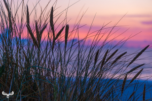 12798 - Beach grass with sunset colors