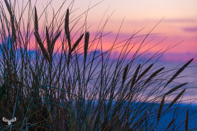 12798 - Beach grass with sunset colors