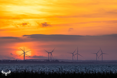 12838 - Sunrise over Ringkøbing Fjord behind wind turbines