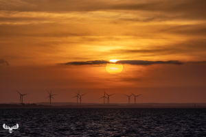 12845 - Sunrise over Ringkøbing Fjord with wind turbines