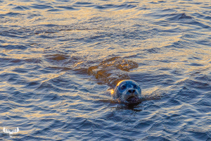 12860 - Common Seal in Hvide Sande havn - North Sea harbor