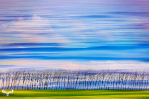 11831_2 - Moving waves and tree row - art version
