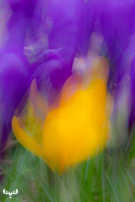 12890 - Spring crocus in Alkjær Lykke Park - Art version