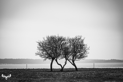 12900 - Entwined - 2 trees in B/W