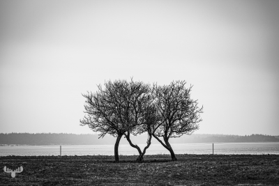 12900 - Entwined - 2 trees in B/W