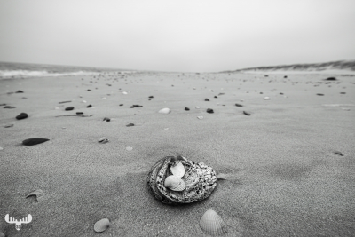 12912 - Sea shells at Skallingen beach - B/W