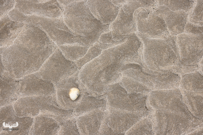 12921 - Seashell in sand strcutures at Skallingen beach