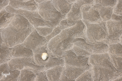 12921 - Seashell in sand strcutures at Skallingen beach