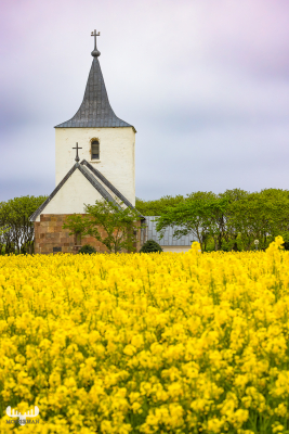 12939 - Gammelsogn Kirke and yellow rapeseed