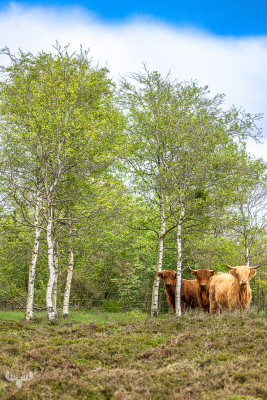 12945 - Threesome highland cattle below birch trees