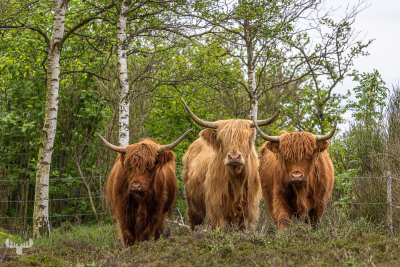 12950 - Three highland cattle