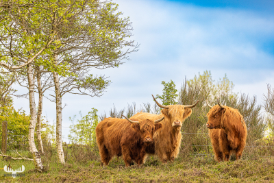 12951 - Three highland cattle with birch trees