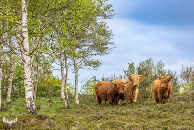12953 - Threesome of highland cattle aside birch trees