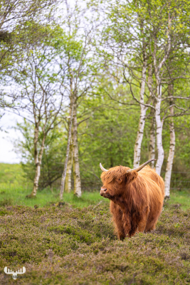 12954 - Highland cattle standing in front of birch trees