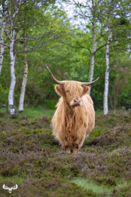 12955 - Highland cattle standing in heather