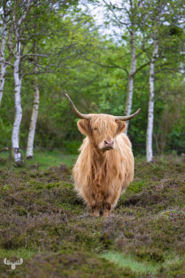 12955 - Highland cattle standing in heather