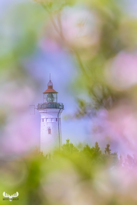 12965 - Nr.Lyngvig Fyr Lighthouse thorugh an apple tree