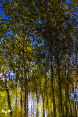 13016 - Reflection of trees in puddle