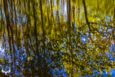 13017 - Tree reflections in water