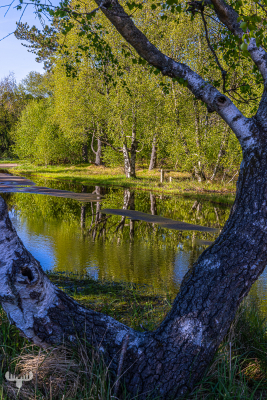 13018 - View thorugh tree with mirroring waters