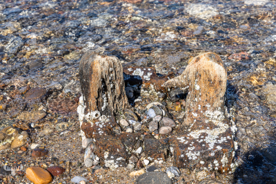 13023 - Rotten wood pole in Limfjord at Oddesund