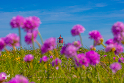 13032 - Grisetåodde Fyr lighthouse behind sea thrifts