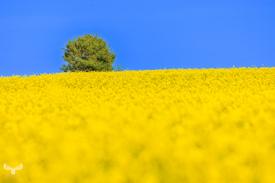 13050 - Jegindø summer - tree and rapeseed