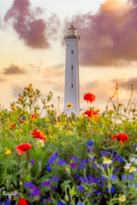13060- Nr.Lyngvig Fyr lighthouse behind flower carpet