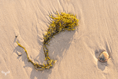 13063 - Seaweed structures and stone on North Sea beach