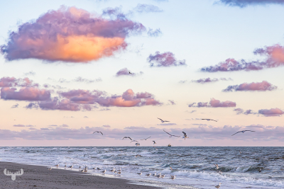 13069 - Seagulls flying over North Sea beach at sunset