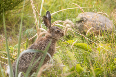 13073 - Hare at Nr.Lyngvig summer cottage