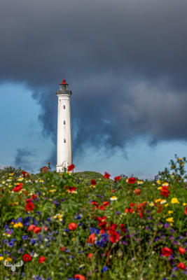 13074 - Nr.Lyngvig Fyr lighthouse with flower meadow in front