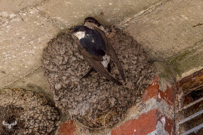 13078 - Swallows at nest in Skern Enge, Pumpestation Nord