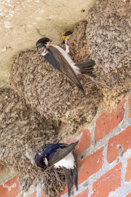 13079 - Swallows feeding at nest at Pumpestation Nord in Skjern Enge