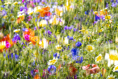 13080 - Flower meadow - Art Version