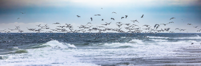 13082 - Seagulls over Nort Sea - Panorama