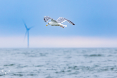 13083 - Seagull flowing over North sea, offshore wind power plant in background