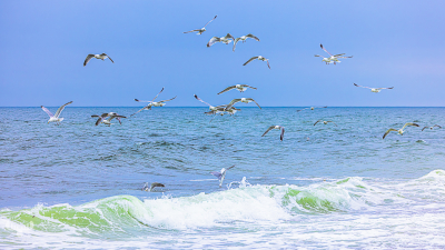 13084 - Seagulls at North Sea with waves