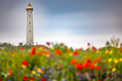 13087 - Nr.Lyngvig Fyr lighthouse with blurred flower foreground