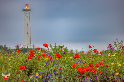 13088 - Nr.Lyngvig Fyr lighthouse with flower foreground