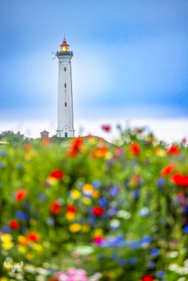 13089 - Nr.Lyngvig Fyr lighthouse and blurred flower foreground