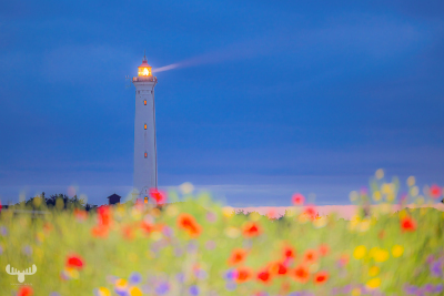 13080 - Nr.Lyngvig Fyr lighthouse illuminated, blurred flower foreground