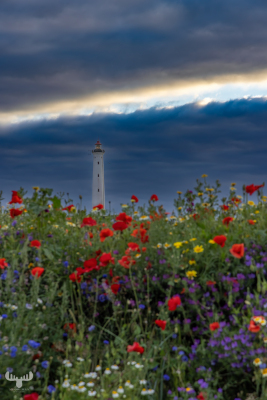 13095 - Nr.Lyngvig Fyr lighthouse, flowers in foreground, dramatic sky line