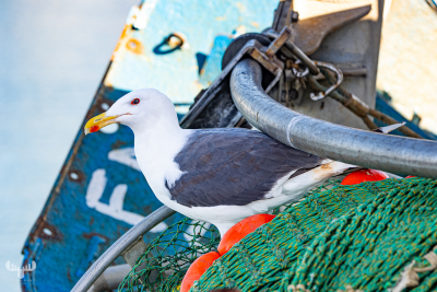 13278 - Seagull on fishing boat
