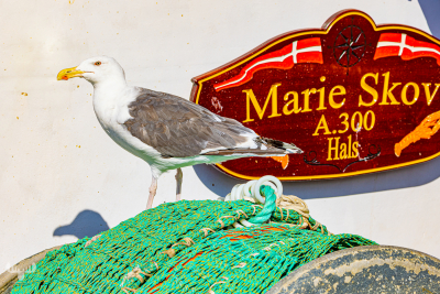13279 - Seagull on Marie Skov fishing boat