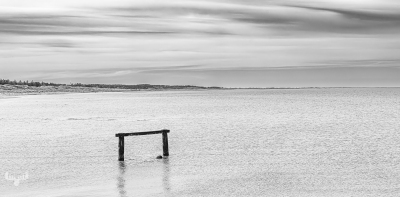 13289 - North Sea in B/W with seagull