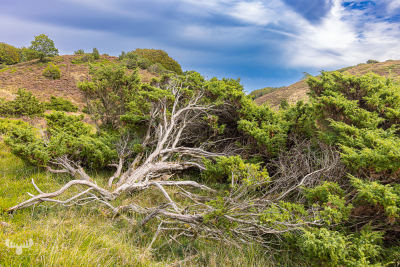 13294 - Hilly heather landscape with trees